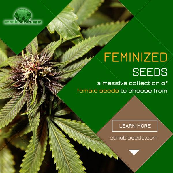 See all our high-quality feminized seeds