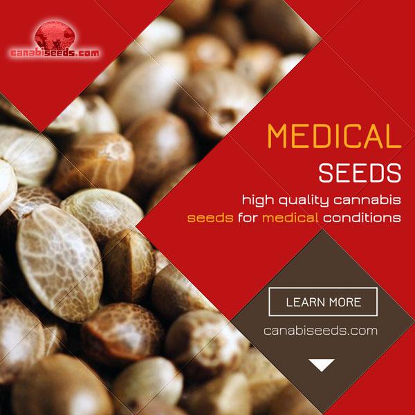 See all our high-quality medical cannabis seeds